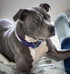 grey pit bull for article on canine learning by Alana Stevenson