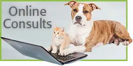 Alana Stevenson Online Consults