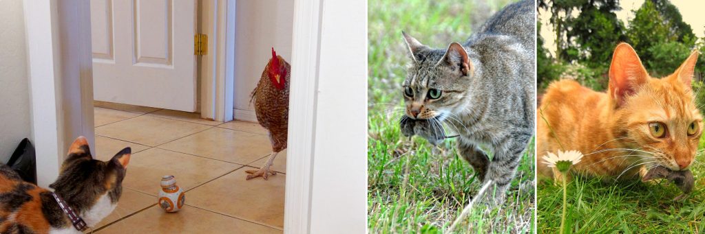 house cat looking at house rooster, tabby cat carrying vole, next to orange cat carrying shrew for blog on predatory behavior