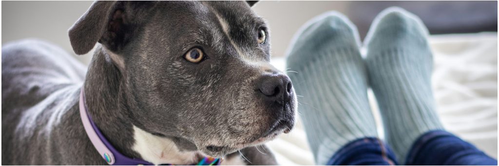 Gray pit bull staffordshire terrier on a bed for article on context learning in dogs and failure to generalize by Alana Stevenson