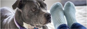 Gray pit bull staffordshire terrier on bed next person for article on context learning and failure to generalize in dogs